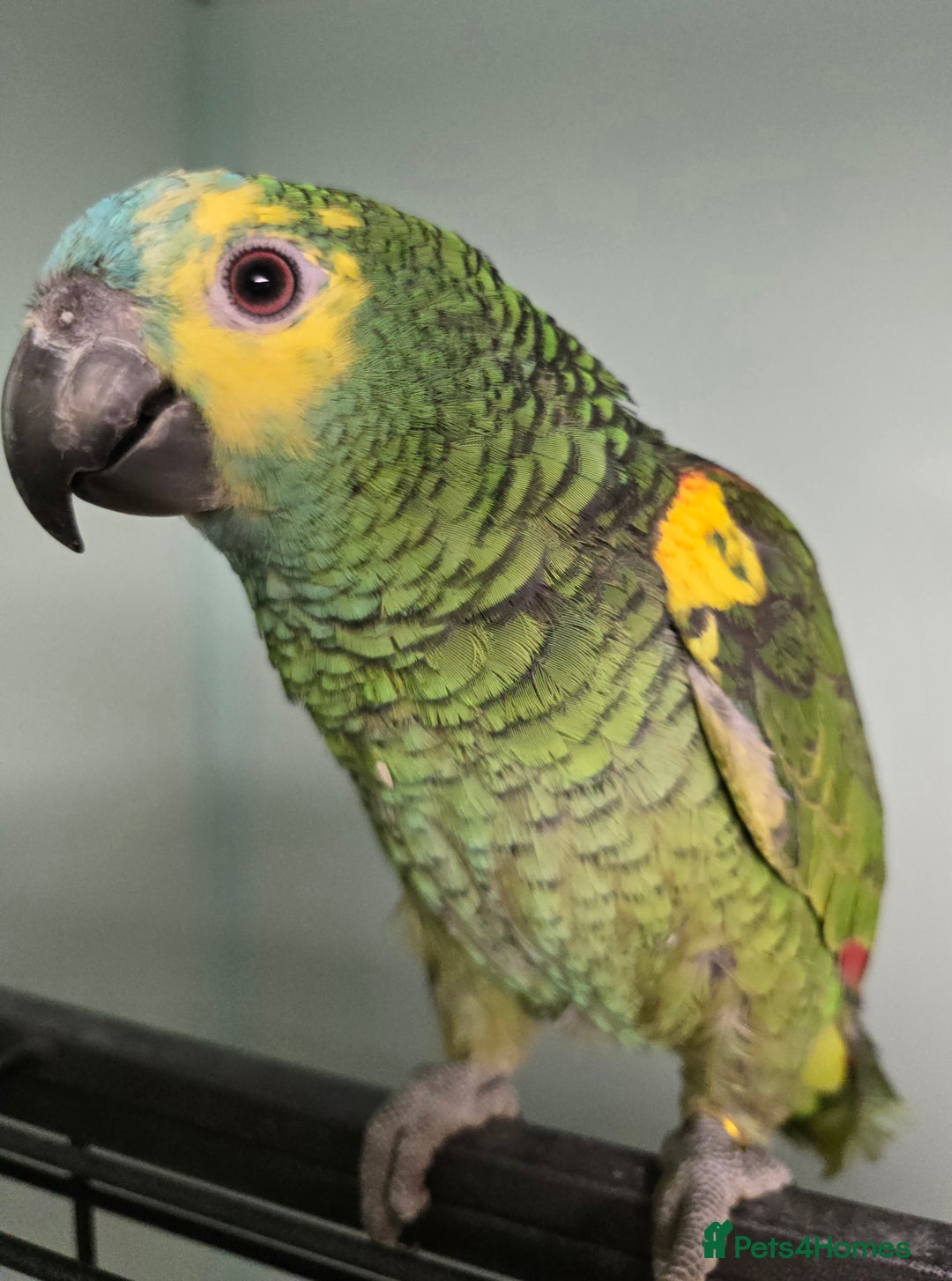Parrots birds for sale: Cheeky Handreared Amazon's, Galah's & Caique's!!! - Advert 4