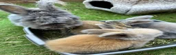 Angora rabbits for sale: Maxi-Faced Angora Babies - Advert 5
