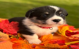 Welsh Corgi Pembroke dogs for sale: Champion Show quality stunning Corgi Puppies - Image 7
