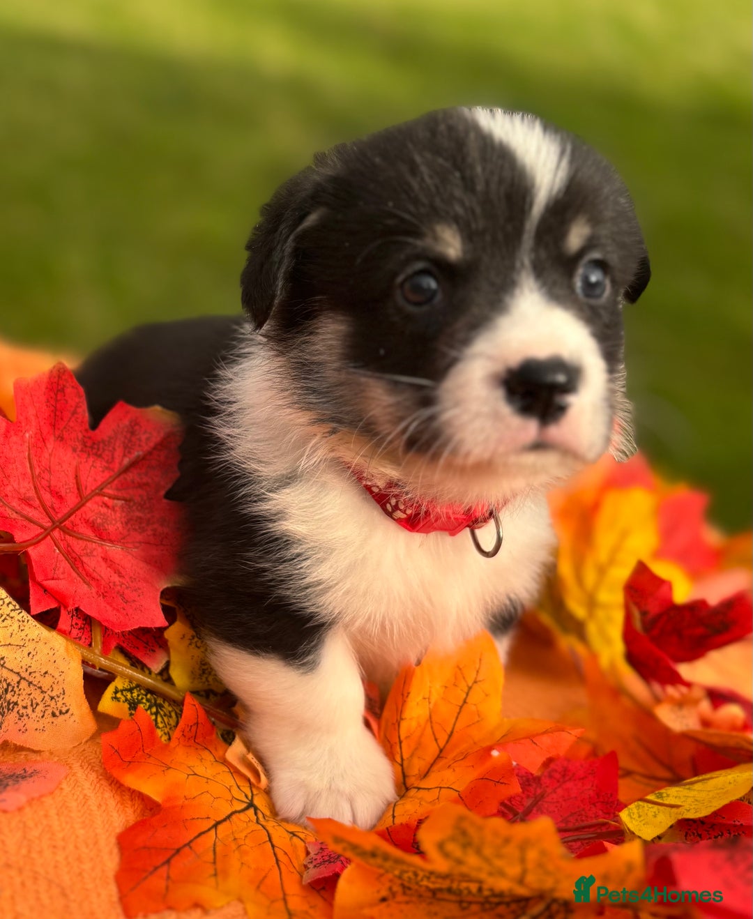 Welsh Corgi Pembroke dogs for sale: Champion Show quality stunning Corgi Puppies - Image 7