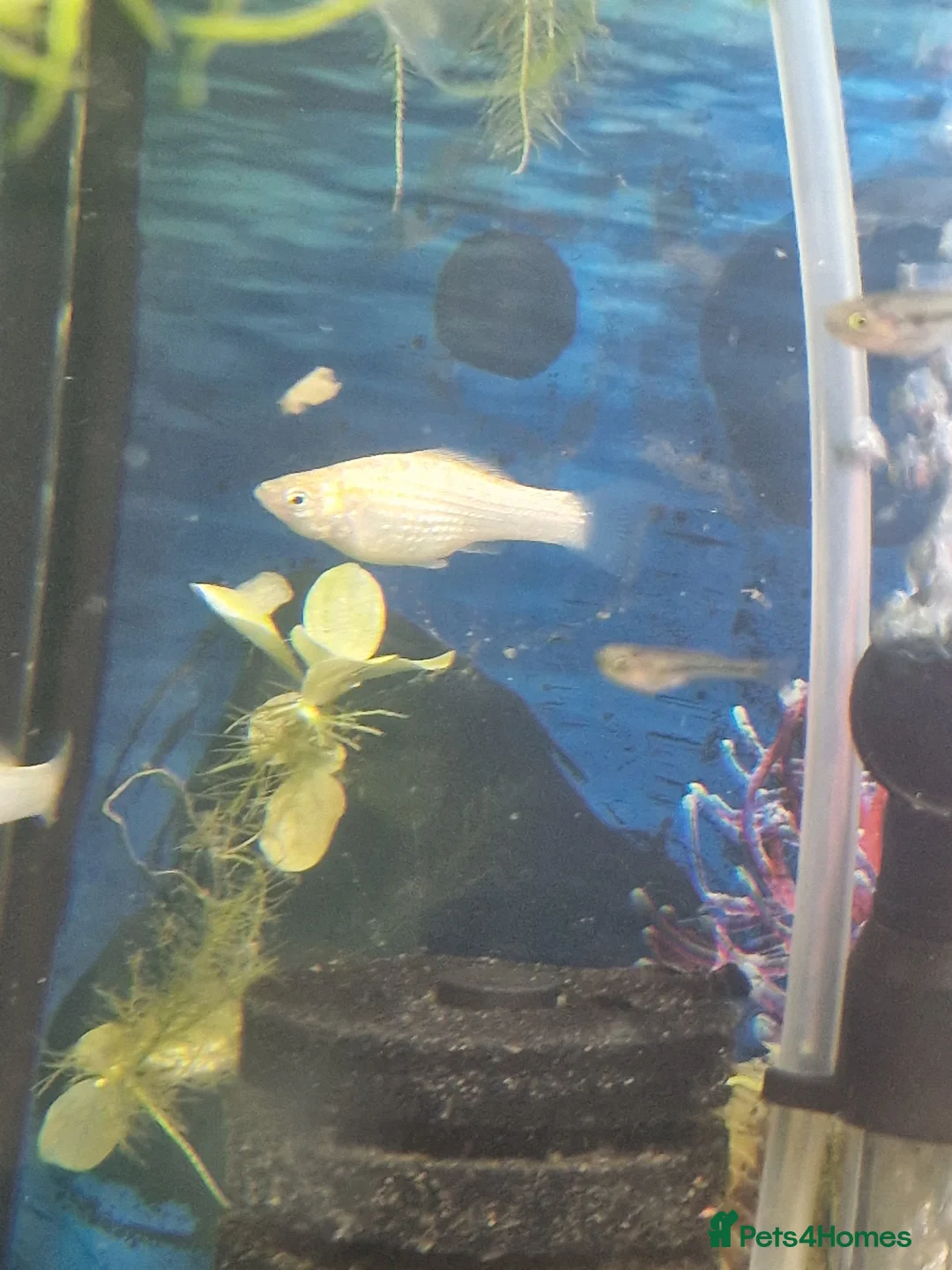 Mollies fish for sale: Beautiful white Mollys  - Advert 2
