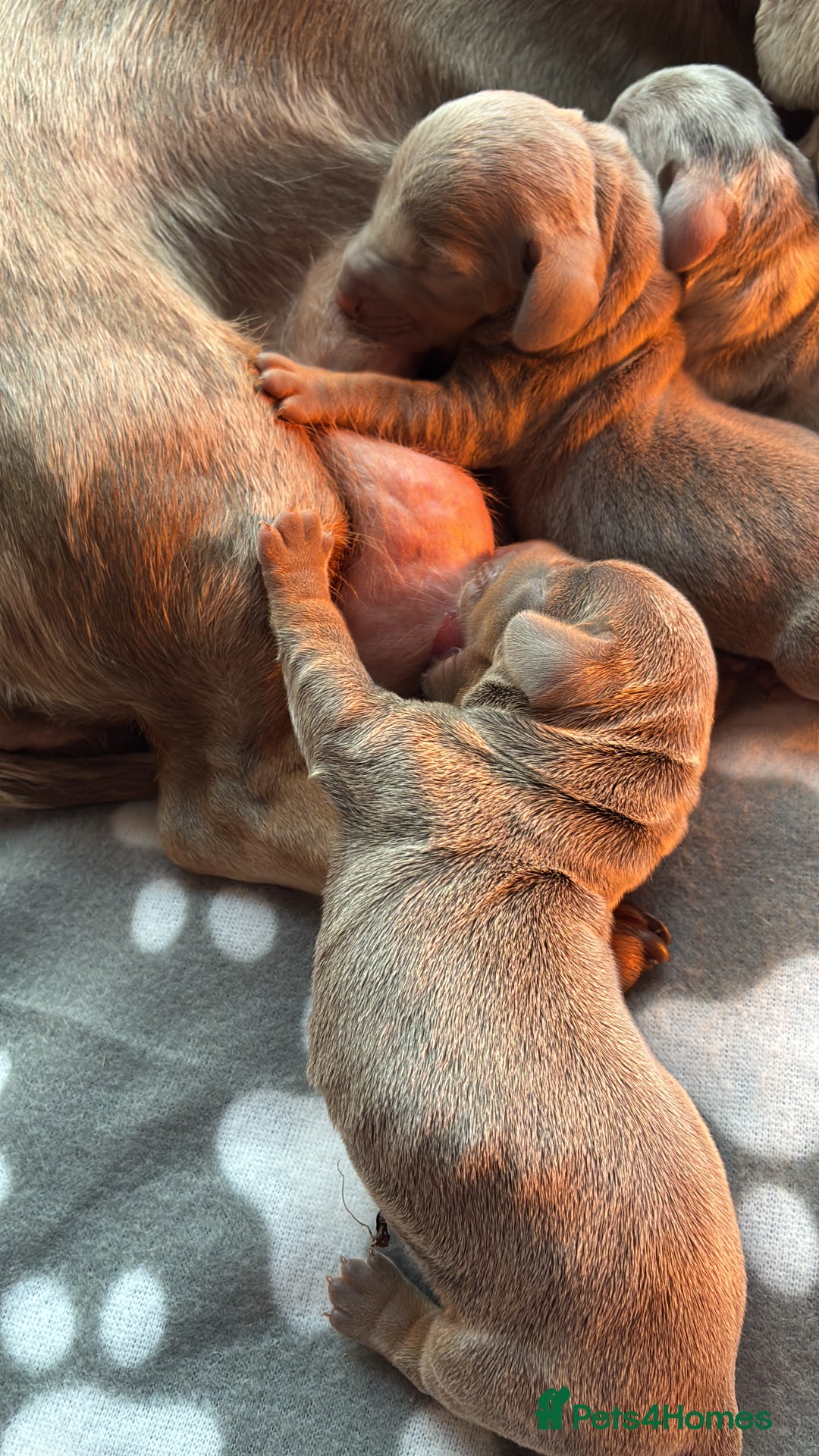 Miniature Dachshund dogs for sale: Beautiful litter of puppy’s  - Image 14