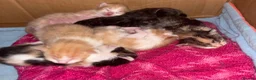 Mixed Breed cats for sale: Kittens - Advert 5