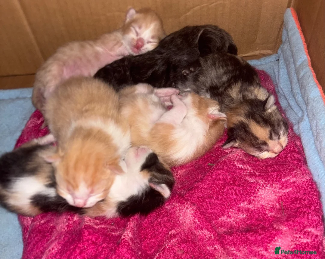 Mixed Breed cats for sale: Kittens - Advert 5