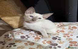 Siamese cats for sale: 3 affectionate Siamese kittens available  - Image 7