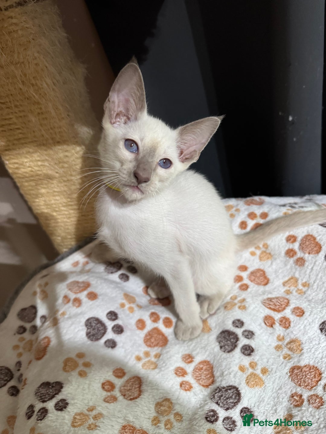 Siamese cats for sale: 3 affectionate Siamese kittens available  - Image 7