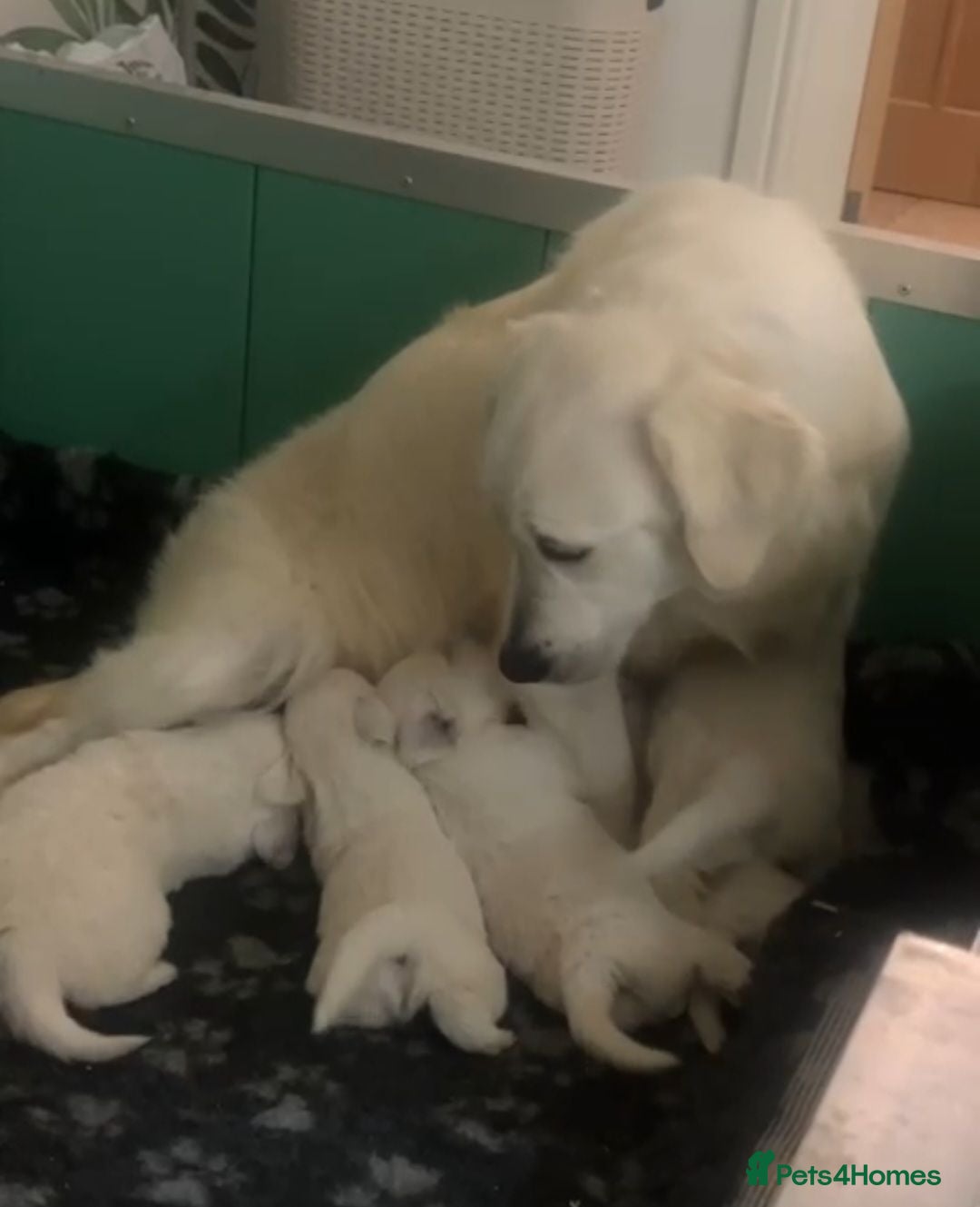 Golden Retriever dogs Extensively Health Tested English Cream Pups - Advert 2