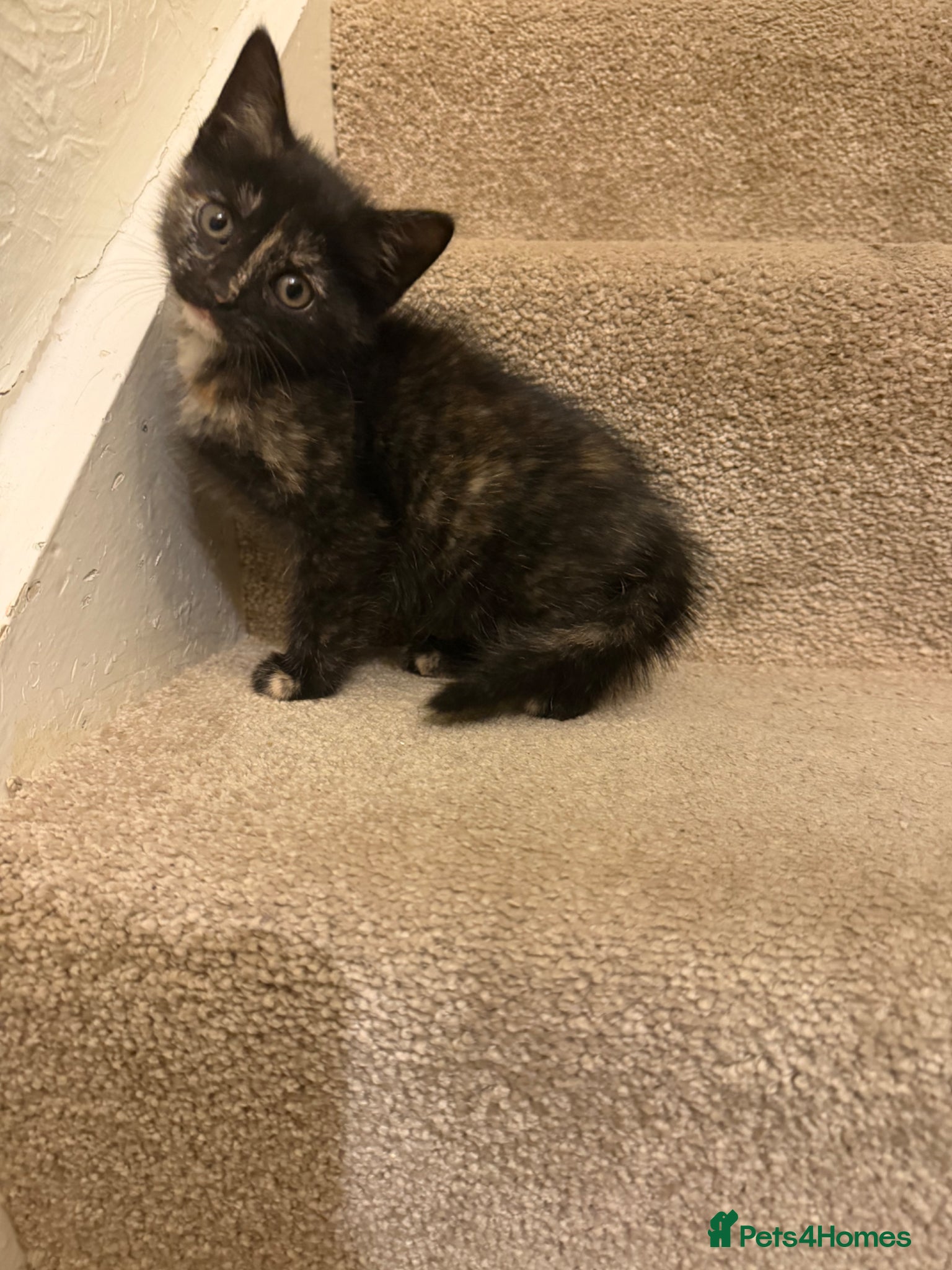 Mixed Breed cats for sale: Beautiful kittens ready for new home.  - Advert 3