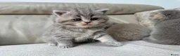 Scottish Fold cats for sale: Tica Scottish fold kittens - Advert 16