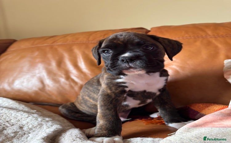 Boxer dogs - Advert 4