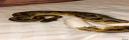 Python Snake reptiles for sale: 3 male ball python  - Advert 2