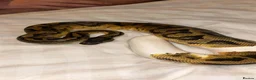 Python Snake reptiles for sale: 3 male ball python  - Advert 2