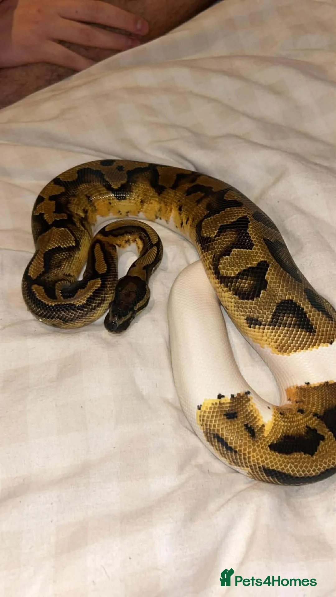 Python Snake reptiles for sale: 3 male ball python  - Advert 2