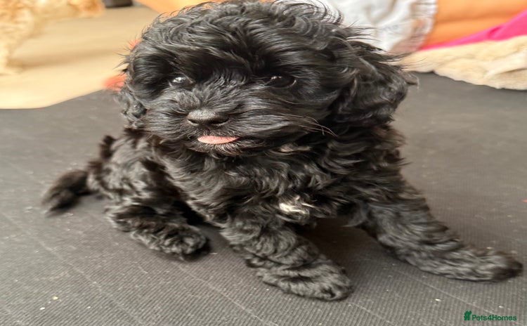 Yorkiepoo dogs for sale - Advert 1