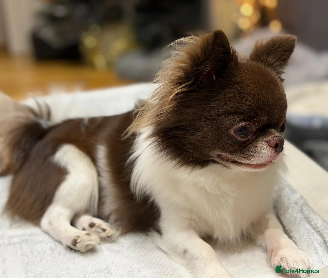 Chihuahua dogs for sale: Beautiful tiny chihuahua  - Advert 2