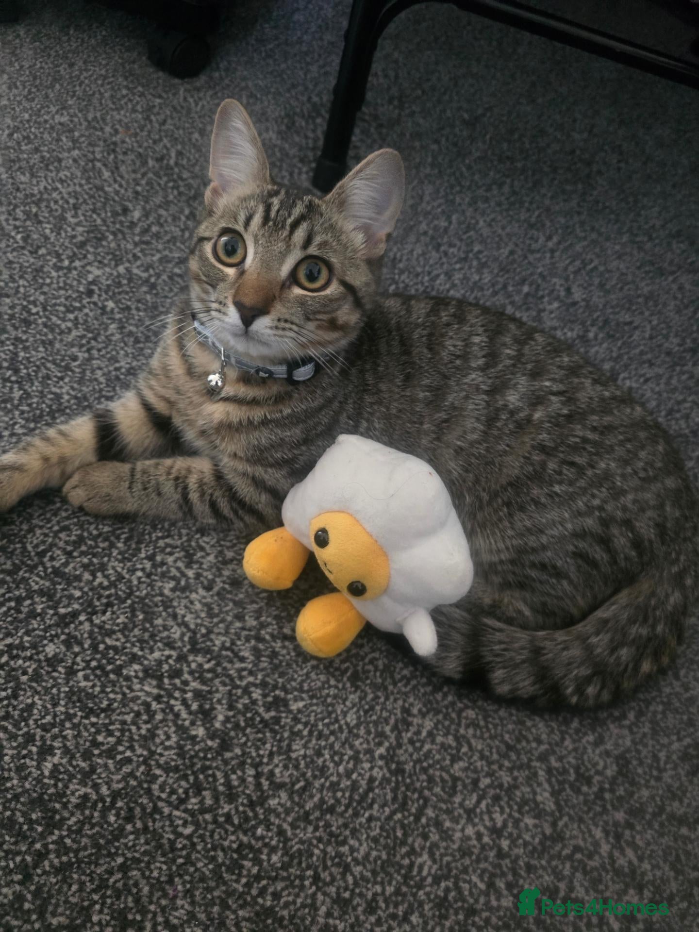 Mixed Breed cats Kitten 4-5 months - Advert 17