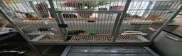 Conures birds for sale: pr conures in Market Harborough - Advert 4