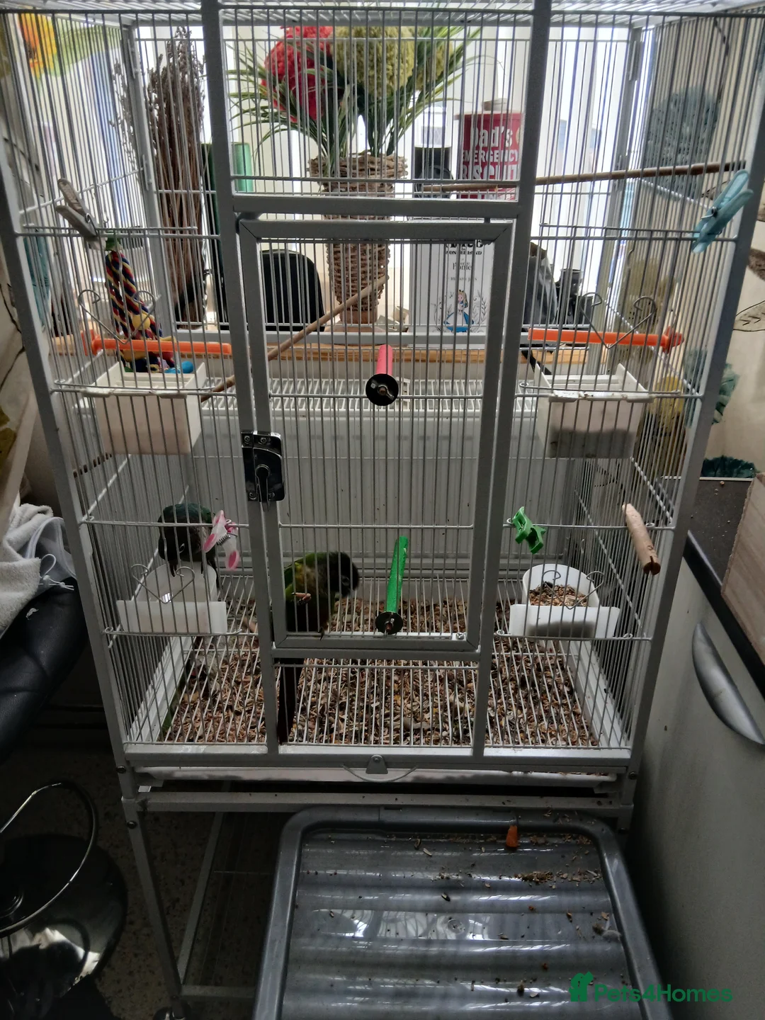 Conures birds for sale: pr conures in Market Harborough - Advert 4