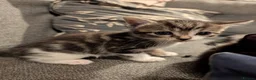 Mixed Breed cats for sale: 6 kittens for sale  - Advert 3