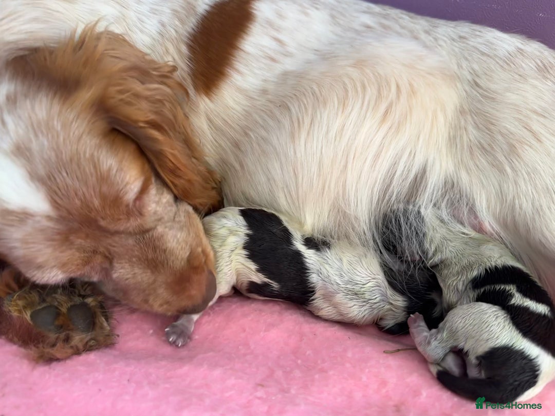 Cocker Spaniel dogs for sale: Beautiful Female Cocker Spaniel Puppies  - Image 9