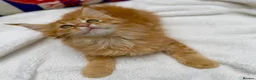 Maine Coon cats for sale: Pure breed beautiful main coon kitten  - Advert 20
