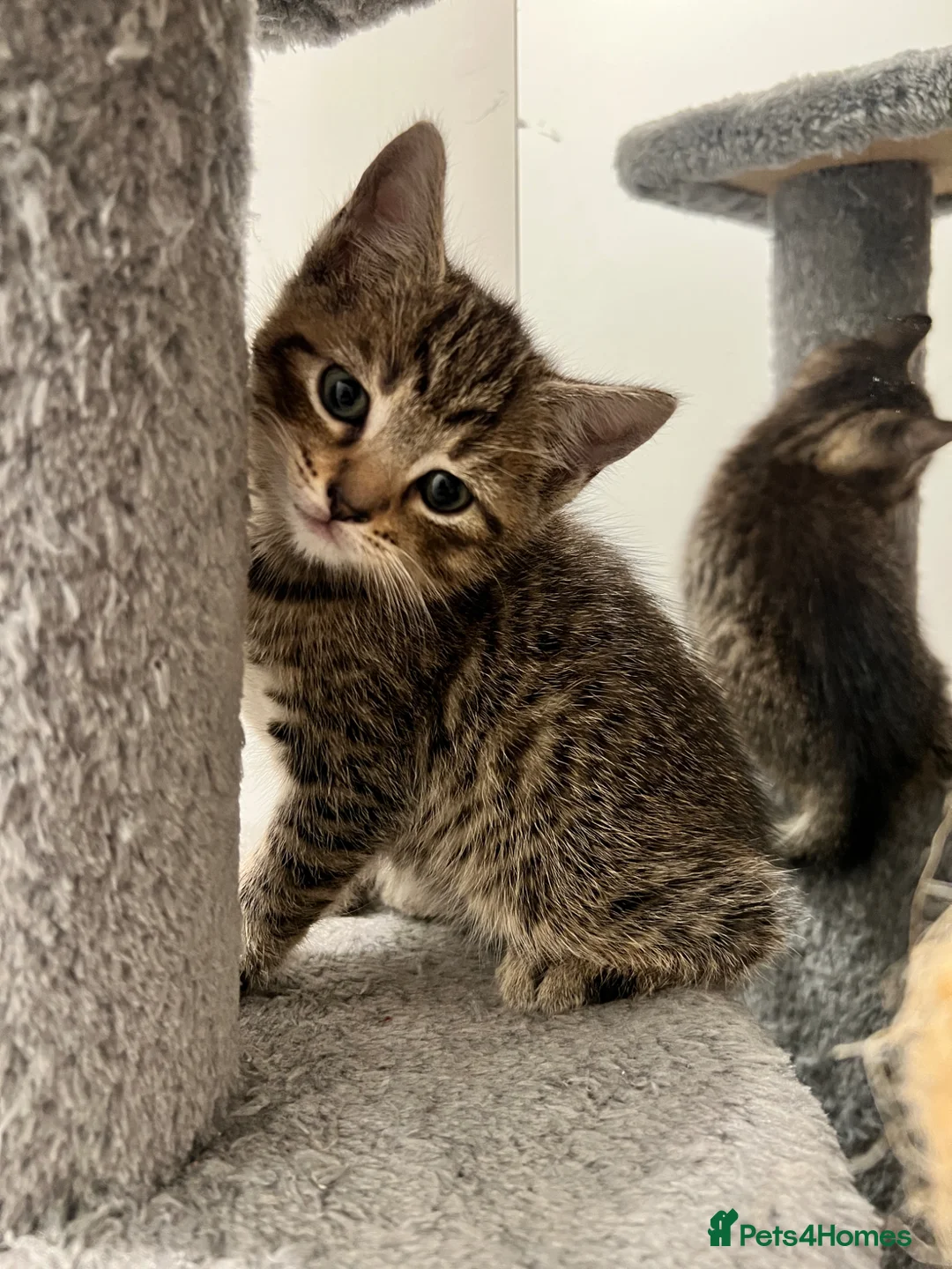 Mixed Breed cats for sale: Cats for sale🐈‍⬛🐈 - Advert 1