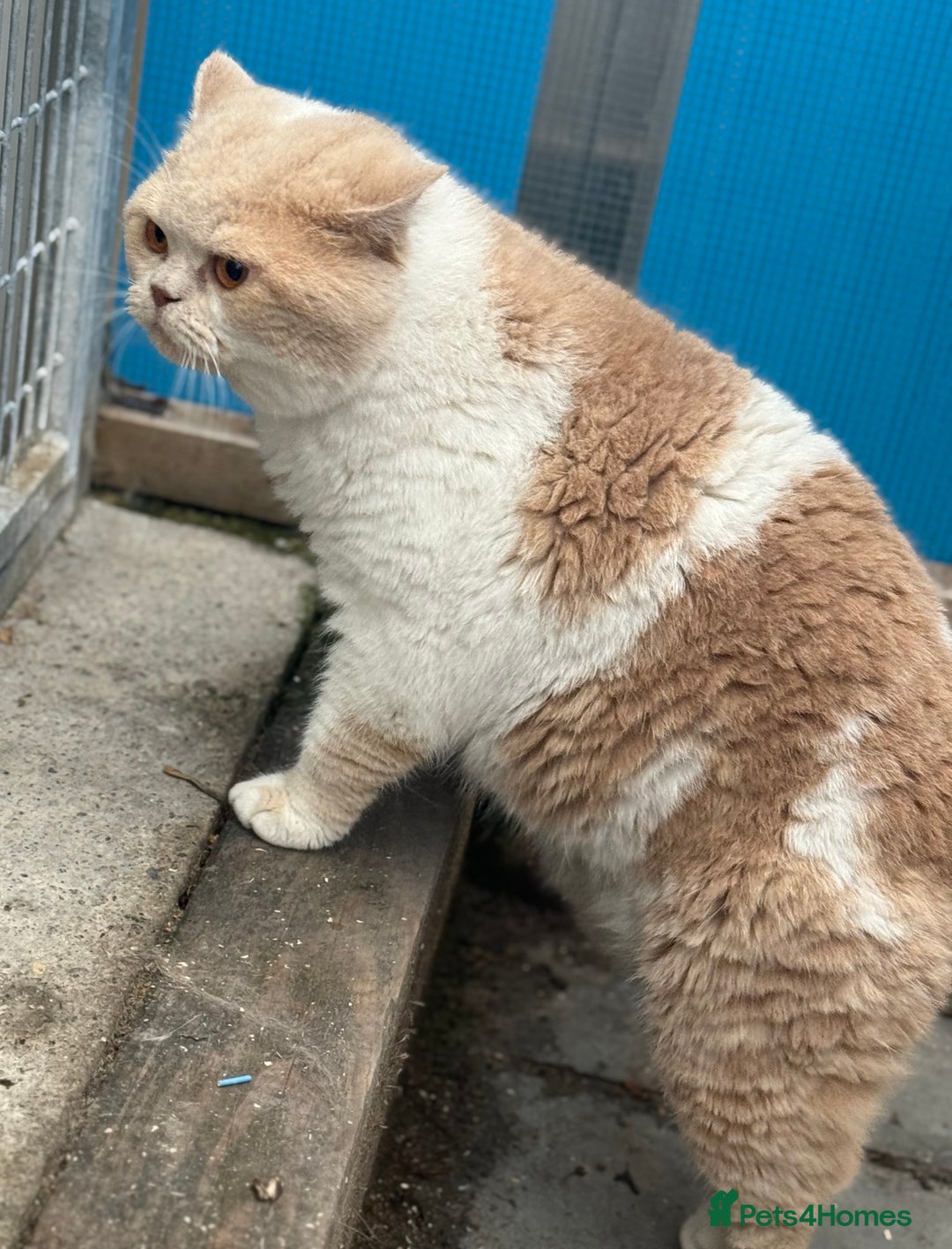 British Shorthair cats for stud: Russian import cream bi (odd eye carrier) - Image 4