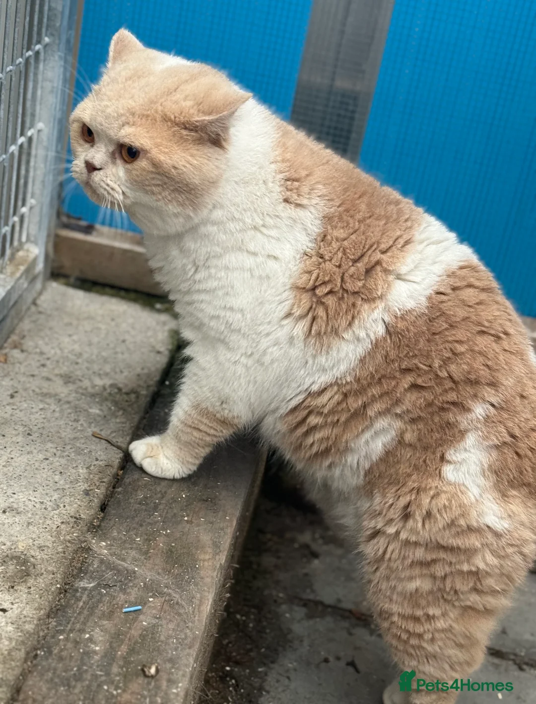 British Shorthair cats for stud: Russian import cream bi - Advert 4