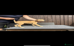 Lurcher dogs for sale: Beautiful Lurcher Puppies – Well Bred, Ready Now! - Image 3