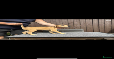 Lurcher dogs - Advert 3