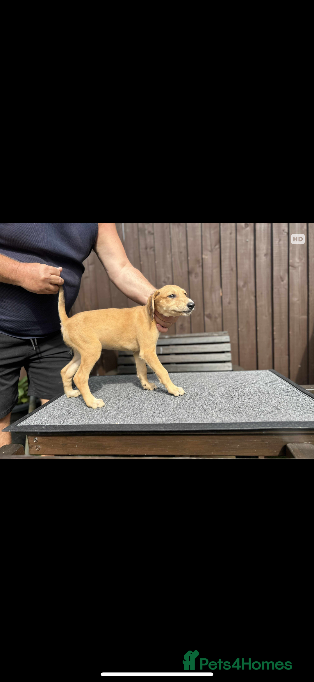 Lurcher dogs for sale: Beautiful Lurcher Puppies – Well Bred, Ready Now! - Image 3