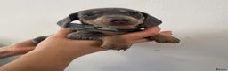 Dachshund dogs for sale: 9 Miniature Dachshunds – Ready 19th October! in Bolton - Advert 8