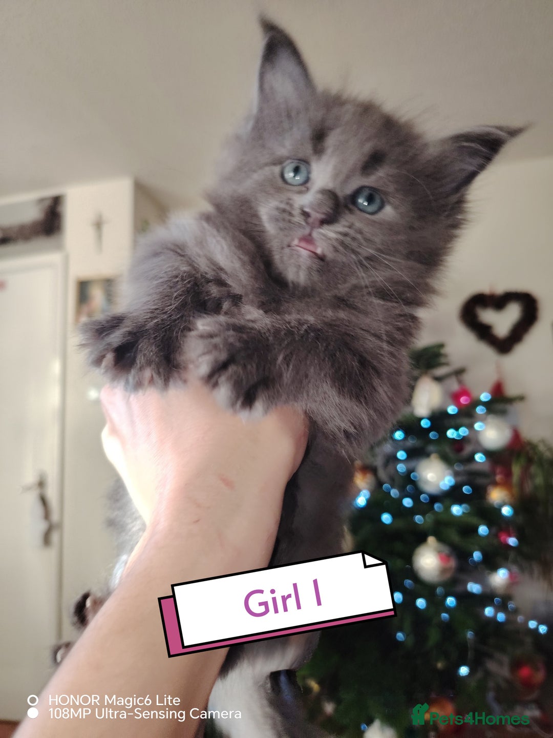 Maine Coon cats for sale: Beautiful Maine Coon kittens 💖💙🐱 - Advert 7
