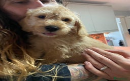 Mixed Breed dogs for sale: Schnoodle cockerpoo schnauzer  - Image 2