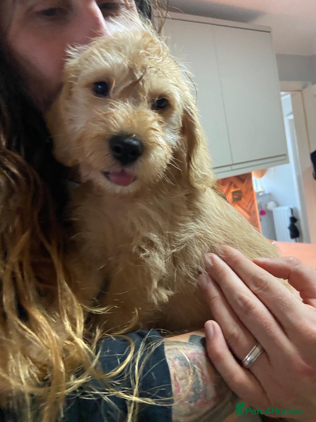 Mixed Breed dogs for sale: Schnoodle cockerpoo schnauzer  - Image 2