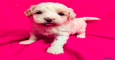 Maltipoo dogs Beautiful Toy Maltipoo Puppy - Advert 1