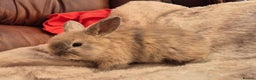 Mini Lop rabbits for sale: Mini lop baby boys ready now.  - Advert 5