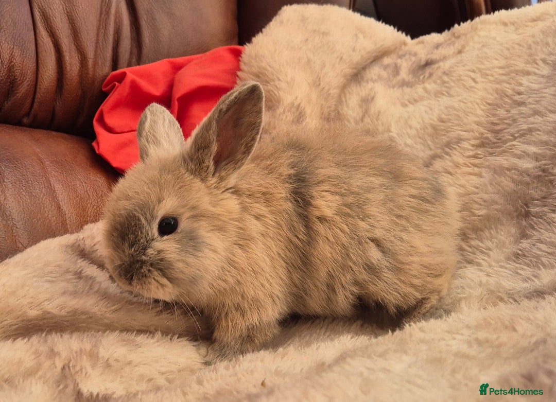 Mini Lop rabbits for sale: Mini lop baby boys ready now.  - Advert 5