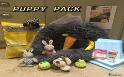 Cockapoo dogs for sale: ⭐️VERY RARE TOY Cockapoo Puppies⭐️🐶 - Image 20