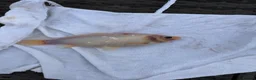 Goldfish fish for sale: Large mix of gold fish  - Advert 5