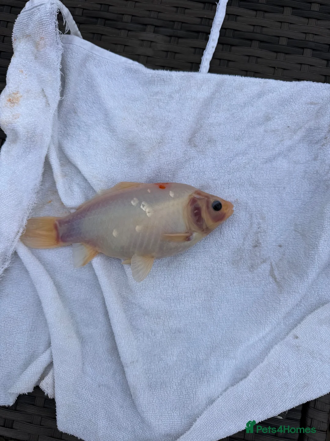 Goldfish fish for sale: Large mix of gold fish  - Advert 5