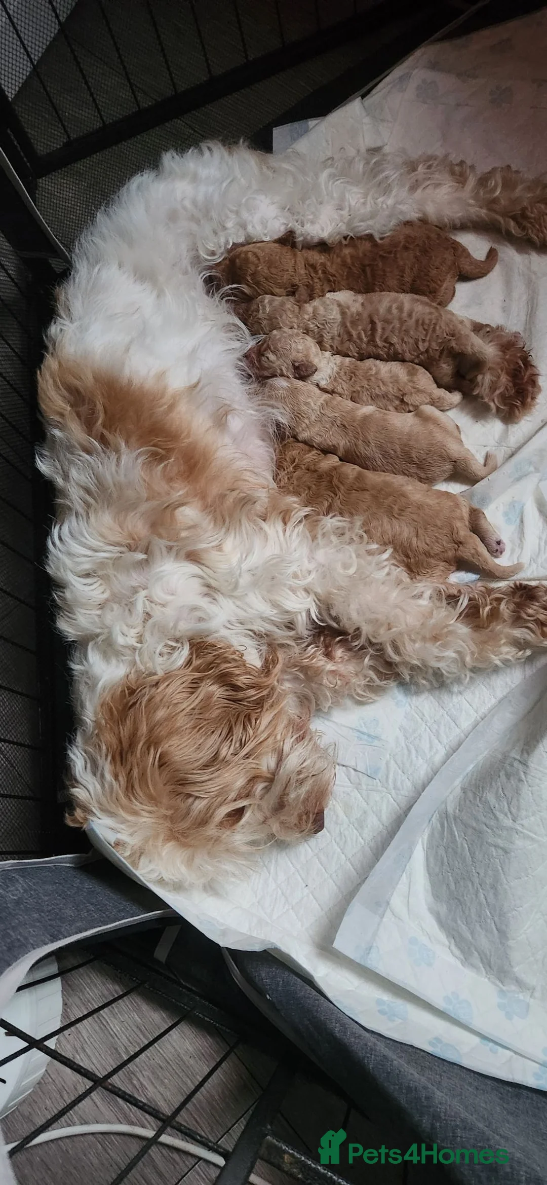 Cockapoo dogs for sale: Cockapoo pups for sale - Advert 2
