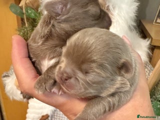 Chihuahua dogs Kc reg chocolate and lilac LC quality puppies - Advert 4