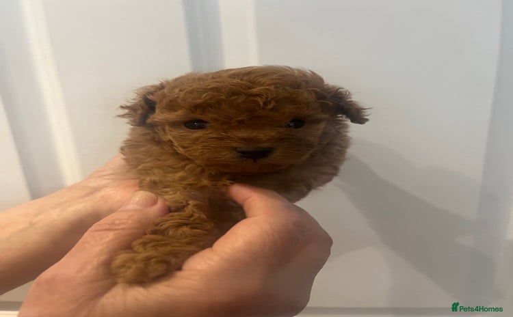 Toy Poodle dogs - Advert 13