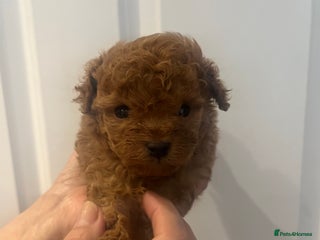 Toy Poodle dogs - Advert 34