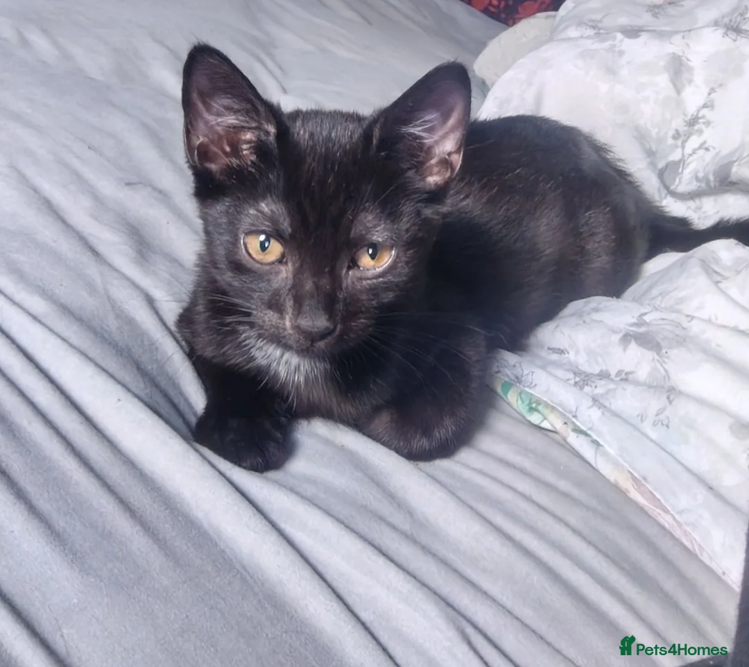 Mixed Breed cats for sale: Kitten  in Worcester - Advert 2