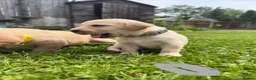 Cockerdor dogs for sale: 10 beautiful LabXcocker pups in Shrewsbury - Advert 11