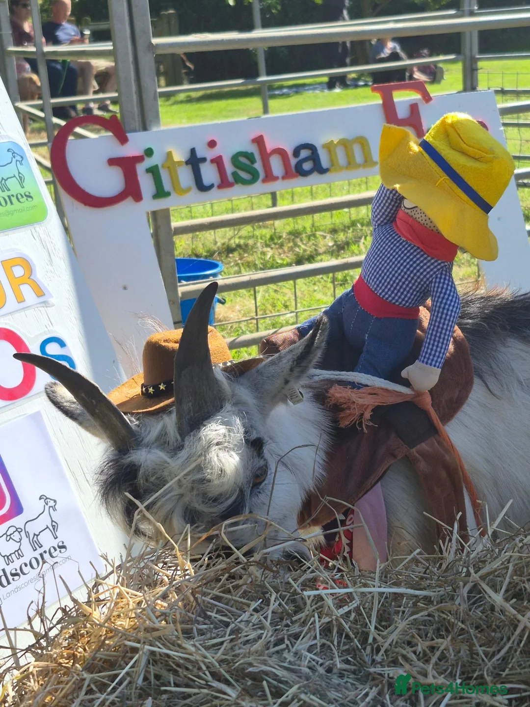 Goats livestock for sale: Mr T - the super cool castrated pygmy goat - Advert 2