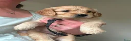 Goldador dogs for sale: Goldador puppies  - Advert 5