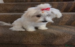 Maltese dogs for sale: KC Reg*Champion Bloodline Maltese Puppy in Wakefield - Image 6